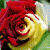 member hala12