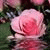 member hamed_hame