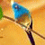 hana_ahmed profile picture