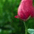 member hananabsi