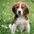member happypuppy