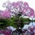 member hashim_abu