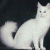 member heba25