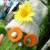 hsz profile picture