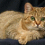 Inccino profile picture