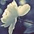 imen_fleur profile picture