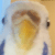 Jazzdogwoof profile picture