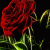 jafaralshoki profile picture