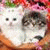 member jala_jala