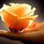 member jeehan_moh