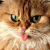 K-Nya profile picture