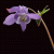 klyvya profile picture
