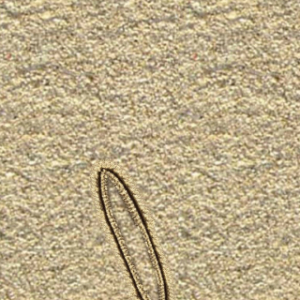 Lanaab
