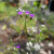 member Lily-Lily9931