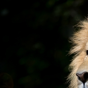 LionF