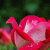 member Lizette83