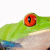 member LostTreeFrog