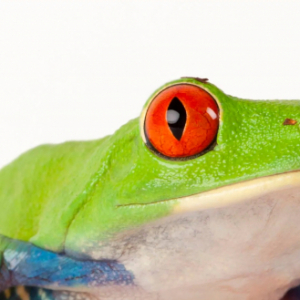 LostTreeFrog