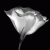 la_patrie profile picture