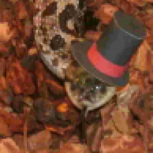 laculebra