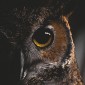 lazynightowl