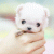lclc profile picture