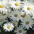 leyla_nil profile picture