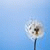 member lily_ukn