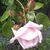 member linda_borl