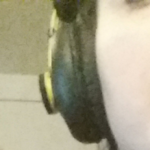 lingosnail