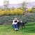 liss_qm profile picture
