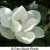 MAGNOLIABLOSSOM profile picture