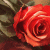 MROo0o profile picture
