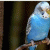 Mariam123 profile picture