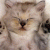 member Meleshenko