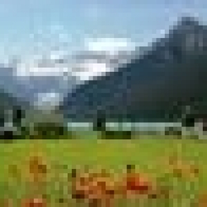 majid_ali