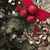 member mary_deadm