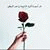 member maryam_moh