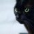 meditate_cat profile picture