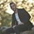 member mhammad_al