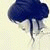 member mira_amira