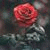 member modar_ali