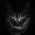 member mohammad_o4