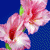 monickam profile picture