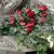 member murat_demi5