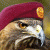 mutaz87 profile picture