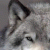 Nelson_Montes profile picture