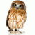 NyteOwl13 profile picture