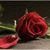 member nagla_alsh