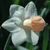 member nara_narci